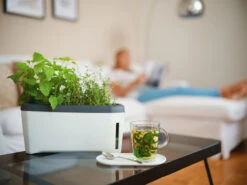 HARRY HERBS Weiß Ohne Haube | Kräutertöpfe Von Gusta Garden 14 HARRY HERBS Weiß Ohne Haube | Kräutertöpfe Von Gusta Garden -Geschäft Für Pflanzensamenbedarf 560337 HARRY HERBS weiss ohne Haube 102B20 gg 7