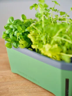 HARRY HERBS Kräutertopf Dunkelgrün | Kräutertöpfe Von Gusta Garden 16 HARRY HERBS Kräutertopf Dunkelgrün | Kräutertöpfe Von Gusta Garden -Geschäft Für Pflanzensamenbedarf 560338 HARRY HERBS dunkelgruen 103B10 gg 3