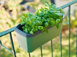 HARRY HERBS Kräutertopf Dunkelgrün | Kräutertöpfe Von Gusta Garden 15 HARRY HERBS Kräutertopf Dunkelgrün | Kräutertöpfe Von Gusta Garden -Geschäft Für Pflanzensamenbedarf 560338 HARRY HERBS dunkelgruen 103B10 gg 7