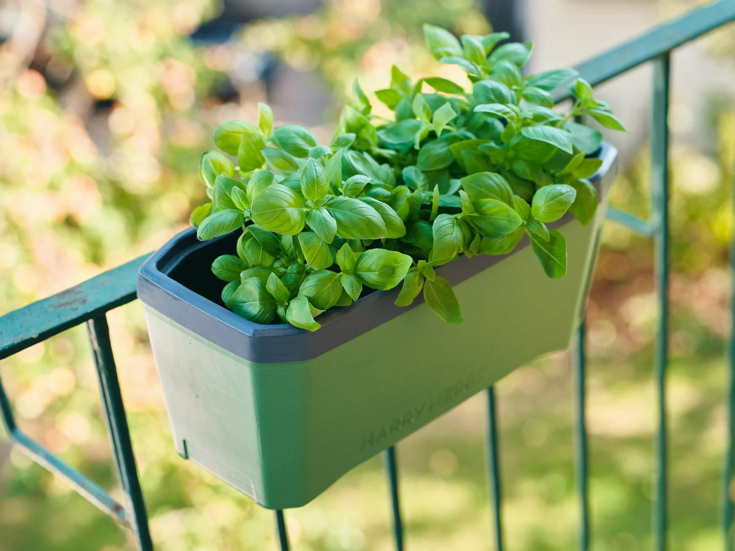 HARRY HERBS Kräutertopf Dunkelgrün | Kräutertöpfe Von Gusta Garden 7 HARRY HERBS Kräutertopf Dunkelgrün | Kräutertöpfe Von Gusta Garden – Bild 5