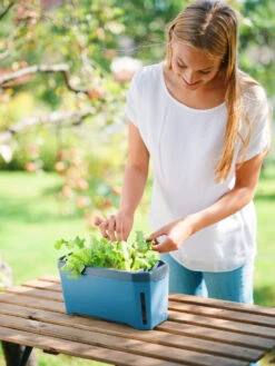 HARRY HERBS Kräutertopf Blau | Kräutertöpfe Von Gusta Garden -Geschäft Für Pflanzensamenbedarf 560340 HARRY HERBS blau 104B10 gg 4