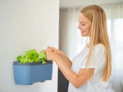 HARRY HERBS Blau Ohne Haube | Kräutertöpfe Von Gusta Garden 14 HARRY HERBS Blau Ohne Haube | Kräutertöpfe Von Gusta Garden -Geschäft Für Pflanzensamenbedarf 560341 HARRY HERBS blau ohne Haube 104B20 gg 2