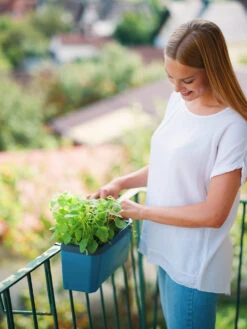 HARRY HERBS Blau Ohne Haube | Kräutertöpfe Von Gusta Garden 19 HARRY HERBS Blau Ohne Haube | Kräutertöpfe Von Gusta Garden -Geschäft Für Pflanzensamenbedarf 560341 HARRY HERBS blau ohne Haube 104B20 gg 4