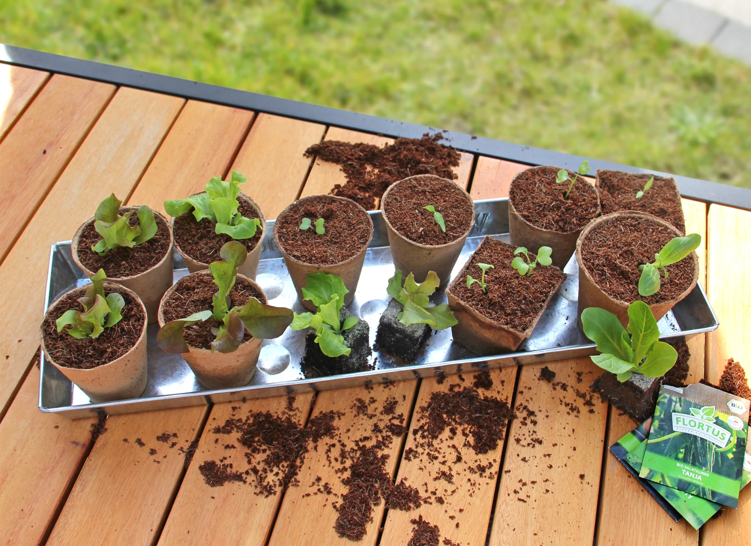 Zinkschale (1 Stück) | Anzuchtschalen Von FLORTUS 4 Zinkschale (1 Stück) | Anzuchtschalen Von FLORTUS – Bild 2