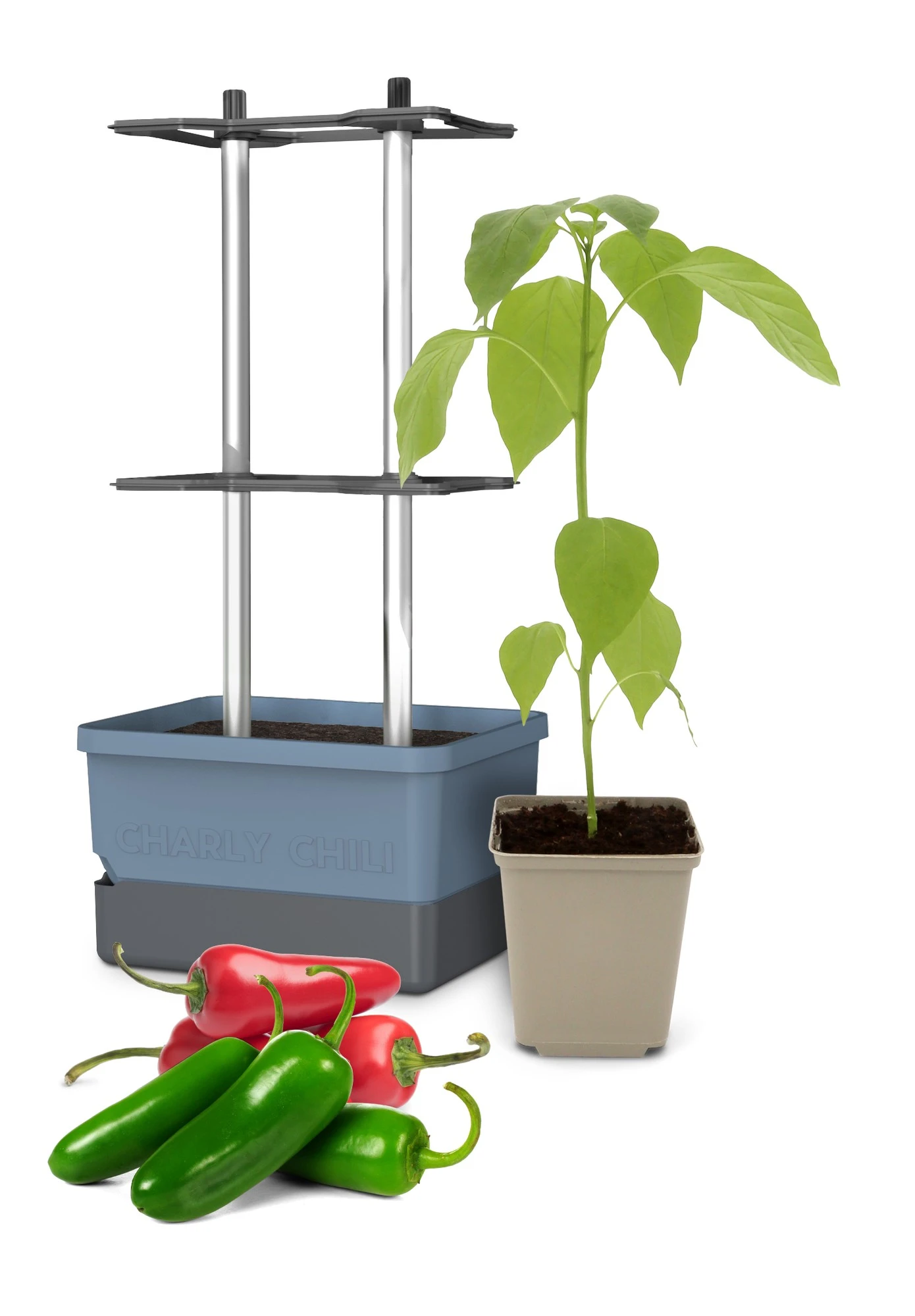 Charly Chili Chilitopf Inkl. Chilipflanze | Pflanzsets Von Gusta Garden X Chilivielfalt 4 Charly Chili Chilitopf Inkl. Chilipflanze | Pflanzsets Von Gusta Garden X Chilivielfalt – Bild 2