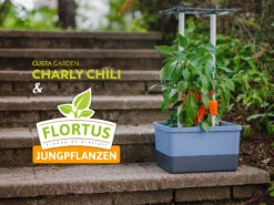Charly Chili Chilitopf Inkl. Chilipflanze | Pflanzsets Von Gusta Garden X Chilivielfalt 11 Charly Chili Chilitopf Inkl. Chilipflanze | Pflanzsets Von Gusta Garden X Chilivielfalt -Geschäft Für Pflanzensamenbedarf 562593 Charly Chili Chilitopf inkl Chilipflanze 7600 6501 7 15