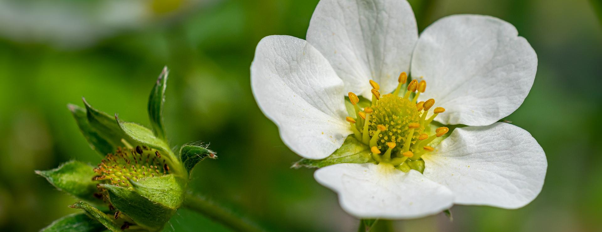 Geschäft Für Pflanzensamenbedarf -Geschäft Für Pflanzensamenbedarf flower 8008187 1920