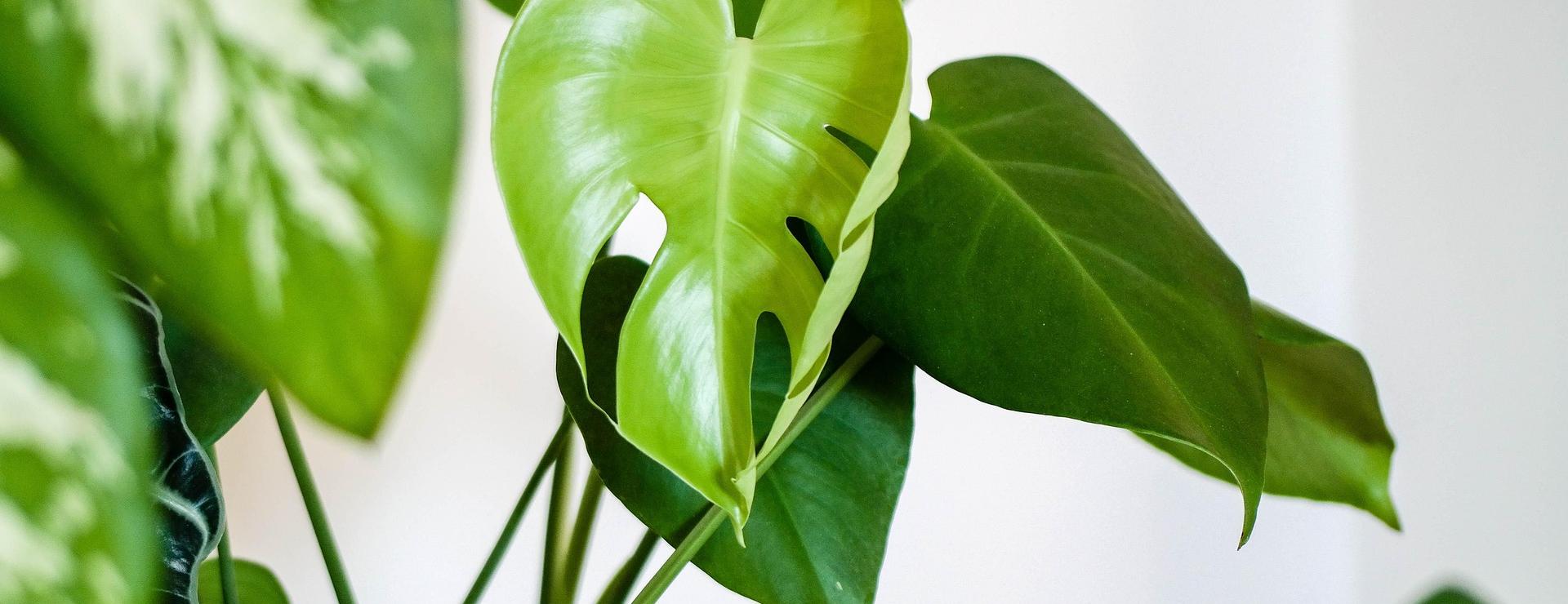 Geschäft Für Pflanzensamenbedarf -Geschäft Für Pflanzensamenbedarf plant 4427146 1920